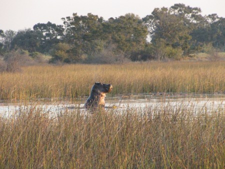 Okavango_Delta_Safari_Guide (5) Okavango_Delta_Safari_Guide (5)