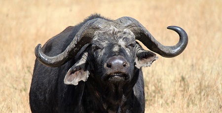 Best of South West Africa & Falls to Serengeti Tour in Photos_buffalo