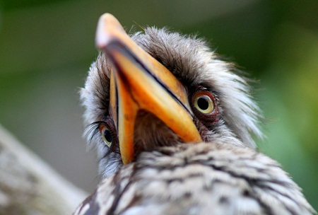 Best of South West Africa & Falls to Serengeti Tour in Photos_Hornbill