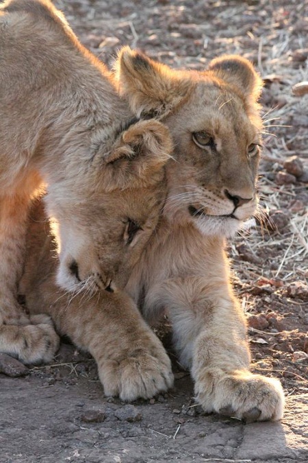 Best of South West Africa & Falls to Serengeti Tour in Photos_lioncubes
