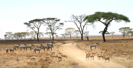 Best of South West Africa & Falls to Serengeti Tour in Photos_serengeti_scene