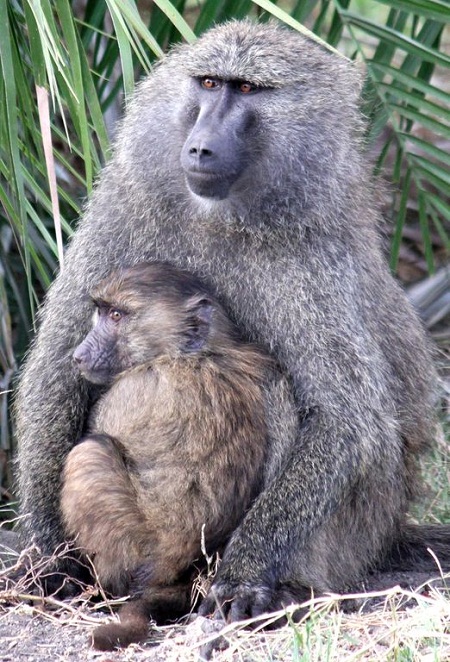 Best of South West Africa & Falls to Serengeti Tour in Photos_baboons