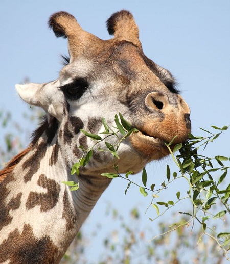 Best of South West Africa & Falls to Serengeti Tour in Photos_giraffe