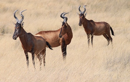Best of South West Africa & Falls to Serengeti Tour in Photos_redhartebeest