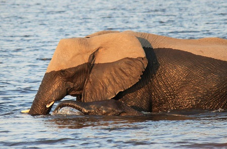 Best of South West Africa & Falls to Serengeti Tour in Photos_elephant1