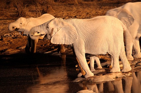 Best of South West Africa & Falls to Serengeti Tour in Photos_elephant2
