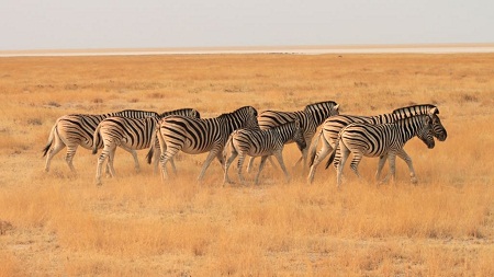 Best of South West Africa & Falls to Serengeti Tour in Photos_Zebras