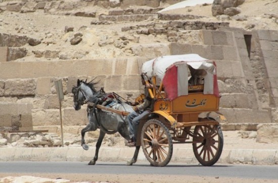 Rickshaw being pulled by a horse Rickshaw being pulled by a horse