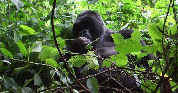 Gorilla Trekking in the DRC