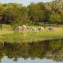 Gweru